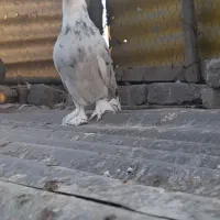 کبوتر هما