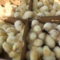 جوجه بوقلمون اردک غاز جوجه گوشتی راس رنگی محلی|حیوانات مزرعه|تهران, طیب|دیوار