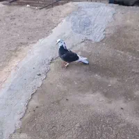 کبوتر پروازی