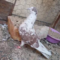 کفتر|پرنده|سیرجان, |دیوار