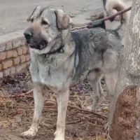 ‌(سگ نگهبانی) پژدر سرابی عراقی سراب آلابای افغان|سگ|تهران, بهارستان|دیوار