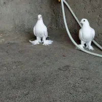 یک لانه کبوتر