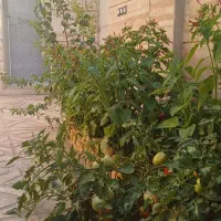 ساختمان نظام مهندسی،اسکلت بتون ،لوکس وفول|فروش خانه و ویلا|نهاوند, |دیوار