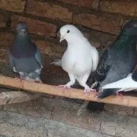 کبوتران غریب کشی بابل