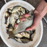 کپور نژاد تاتا مجارستانی آمور (کپور علف‌خوار)|ماهی|اصفهان, ملاصدرا|دیوار