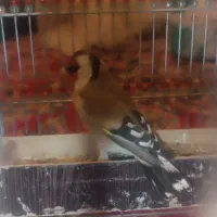 سهره|پرنده|شیراز, جوادیه|دیوار