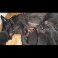 ماده دوسال و نیمه