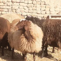 میش آبستن|حیوانات مزرعه|شهریار, شهرک امیریه|دیوار