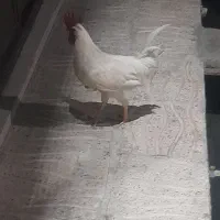 خروس