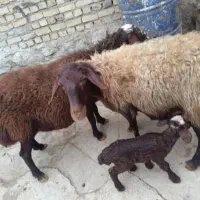 میش بره|حیوانات مزرعه|زالیان, |دیوار