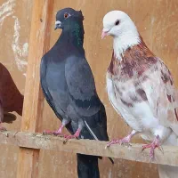 کبوتر پرشی ب شرط