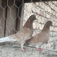 جفت زرد پرش بالا|پرنده|قم, بنیاد|دیوار