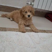 پودل سایز ۱ ماده