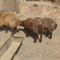 3عددبره چاق|حیوانات مزرعه|تربت جام, جلگه موسی آباد|دیوار