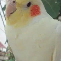 عروس هلندی نره سخنگو