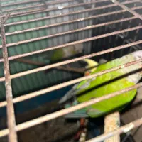 طوطی گرینچیک|پرنده|بندرعباس, |دیوار