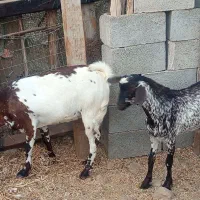 بز نزار وکرنر|حیوانات مزرعه|فین, |دیوار