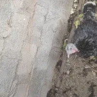 بوقلمون ماده به شرط تخم|حیوانات مزرعه|رفسنجان, |دیوار