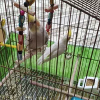 ی جفت عروس هلندی مولد معاوضه با جفت کوتوله