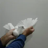 شازده سرور کبوتر|پرنده|قم, زاویه|دیوار