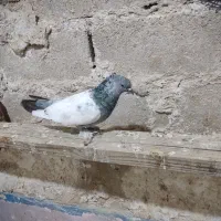 راغ بوشهری با یک جفت شیخی