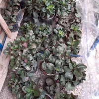 گلهای خوشگل مخصوص عیدویلدا