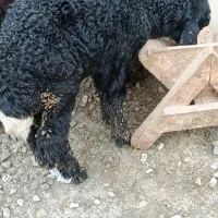 بره نر شیرخوار جنس|حیوانات مزرعه|سیجوال, |دیوار