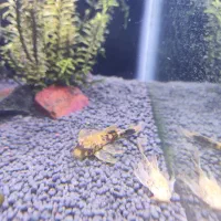 تیم نظافت آکواریوم کوریدوراس  انواع کت خاص شارژ شد|ماهی|مشهد, فاطمیه|دیوار