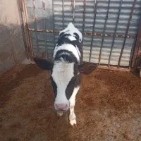 گوساله شیری ۲ماهه|حیوانات مزرعه|رضویه, |دیوار