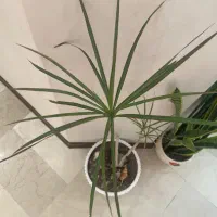 گیاه طبیعی دراسنا با گلدان و با جوانه ی تازه|گل و گیاه طبیعی|تهران, صادقیه|دیوار