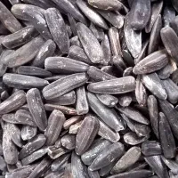 تخم آفتاب گردان