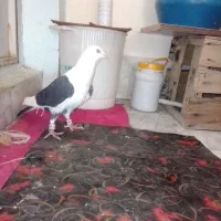 کفتر قلدر و رنگه|پرنده|قوچان, |دیوار