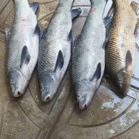 mahei آزاد|ماهی|ارس, |دیوار