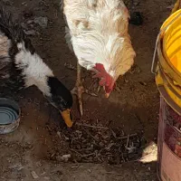 مرغ محلی سفید و خروس سفید و اردک فروشی