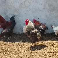 مرغ