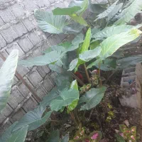 گل باباآدام مخصوص حیاط خونه