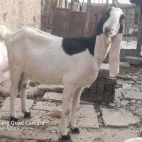 بزدوقلوزاه گلابی وسندی پاکستانی|حیوانات مزرعه|نیمروز, |دیوار