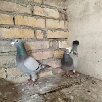 سلام جفت 500نشسته|پرنده|گنبد کاووس, |دیوار