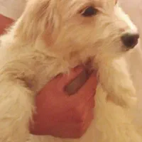 سگ 2سال|سگ|خمین, |دیوار