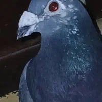 کبوتر|پرنده|شیراز, آبیاری|دیوار