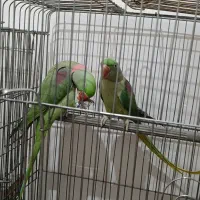 شاه طوطی جفت مولد|پرنده|قم, پردیسان|دیوار