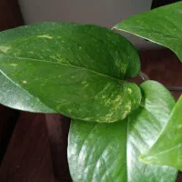 گل پتوس سبز و ابلق|گل و گیاه طبیعی|ساری, |دیوار