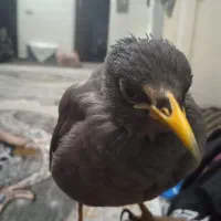 مینا جوان ۴ماهه با قفس چوبی|پرنده|کرمان, |دیوار