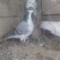 دمگیر|پرنده|اصفهان, مهرآباد|دیوار