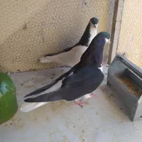 کفتر یا کبوتر چپ سیاه جفتی|پرنده|محمدیه-قزوین, |دیوار