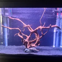 ابنوس تنه زیبا و خاص پسند