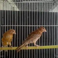 قتلری شتری سرخ