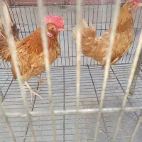 مرغ خروس بوقلمون تخم مرغ تخم بوقلمون نطفه دار