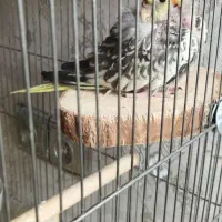 عروس هلندی جوجه سرلاکی شاه تخم