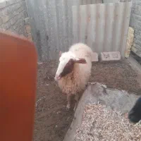 یک عدد گوسفند